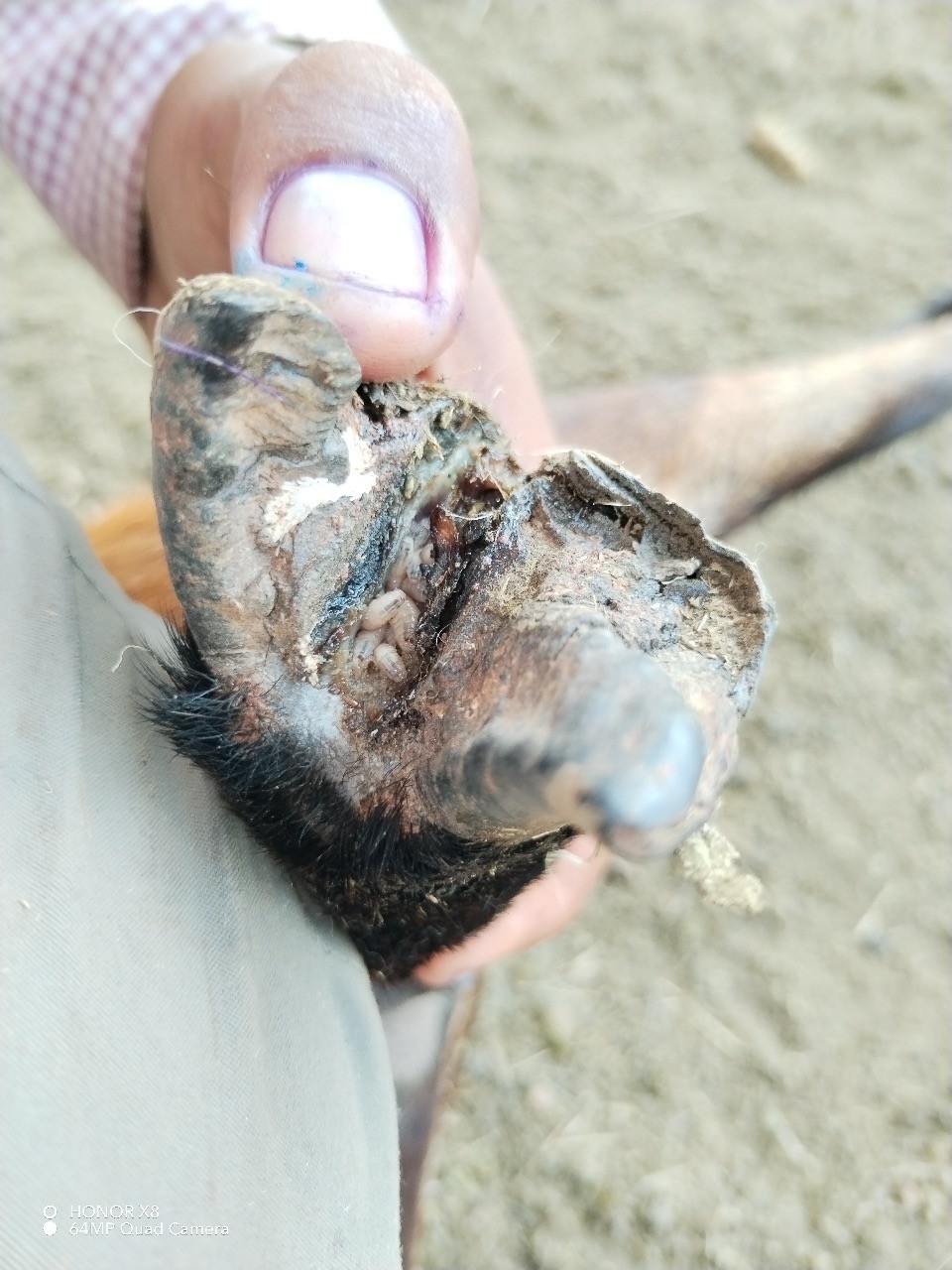 Closeup of animal's hoof infested with NWS