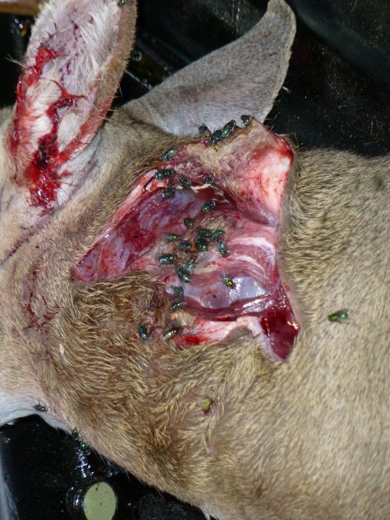 NWS flies attracted to an animal wound