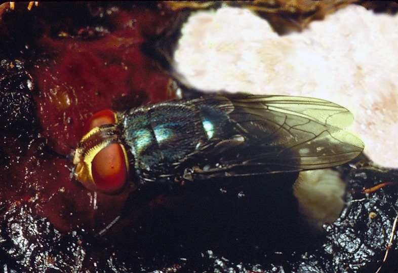 NWS fly with egg mass on wound