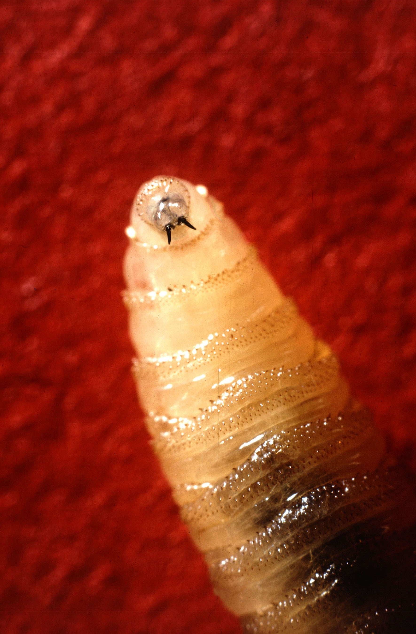 NWS larva