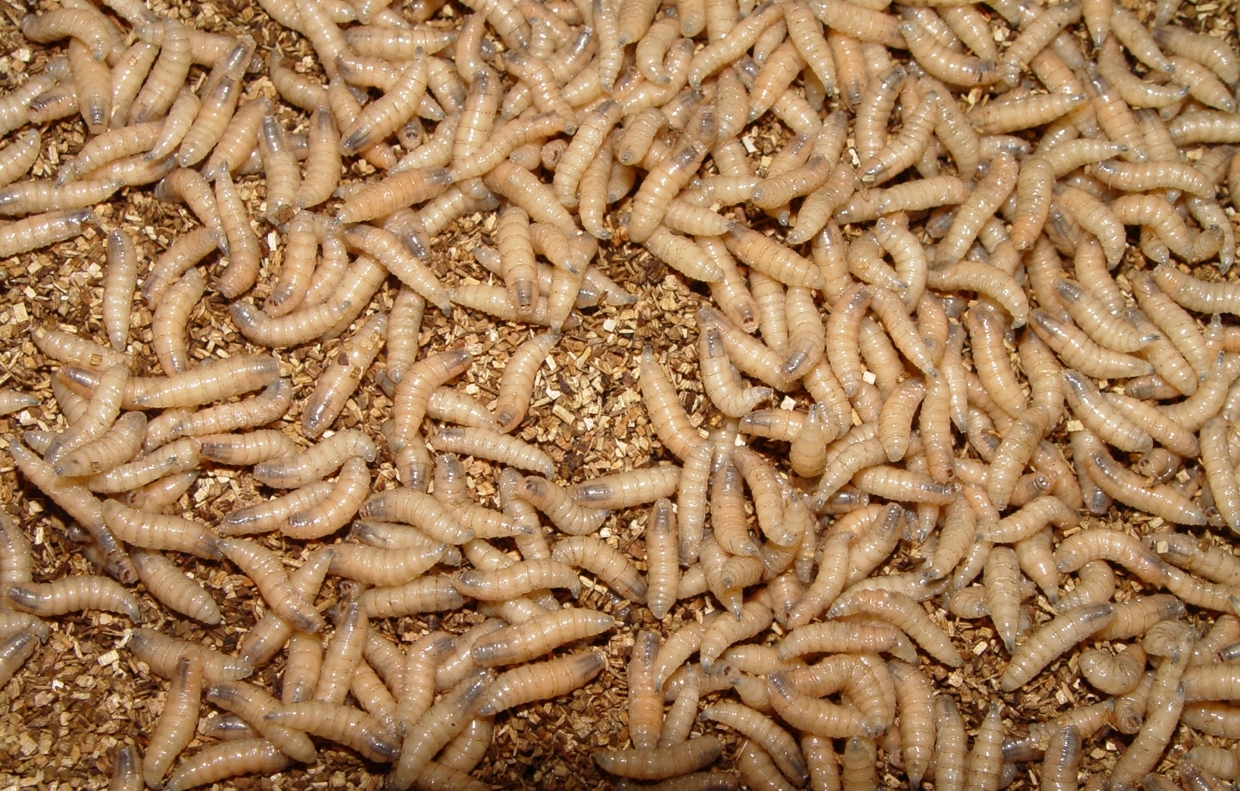 mature NWS larvae