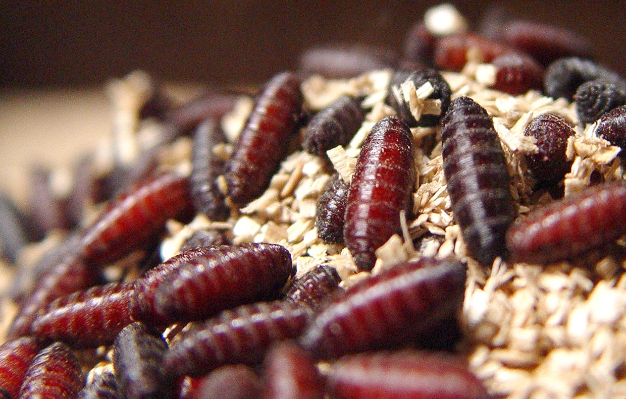 NWS pupae