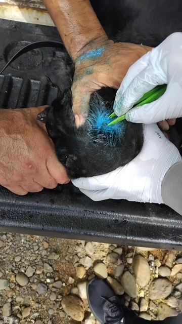 Closeup view of a person using tweezers to retrieve NWS larvae from an animal