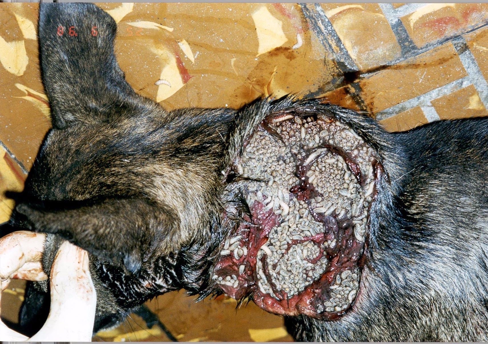 Severe NWS myiasis on a dog's neck