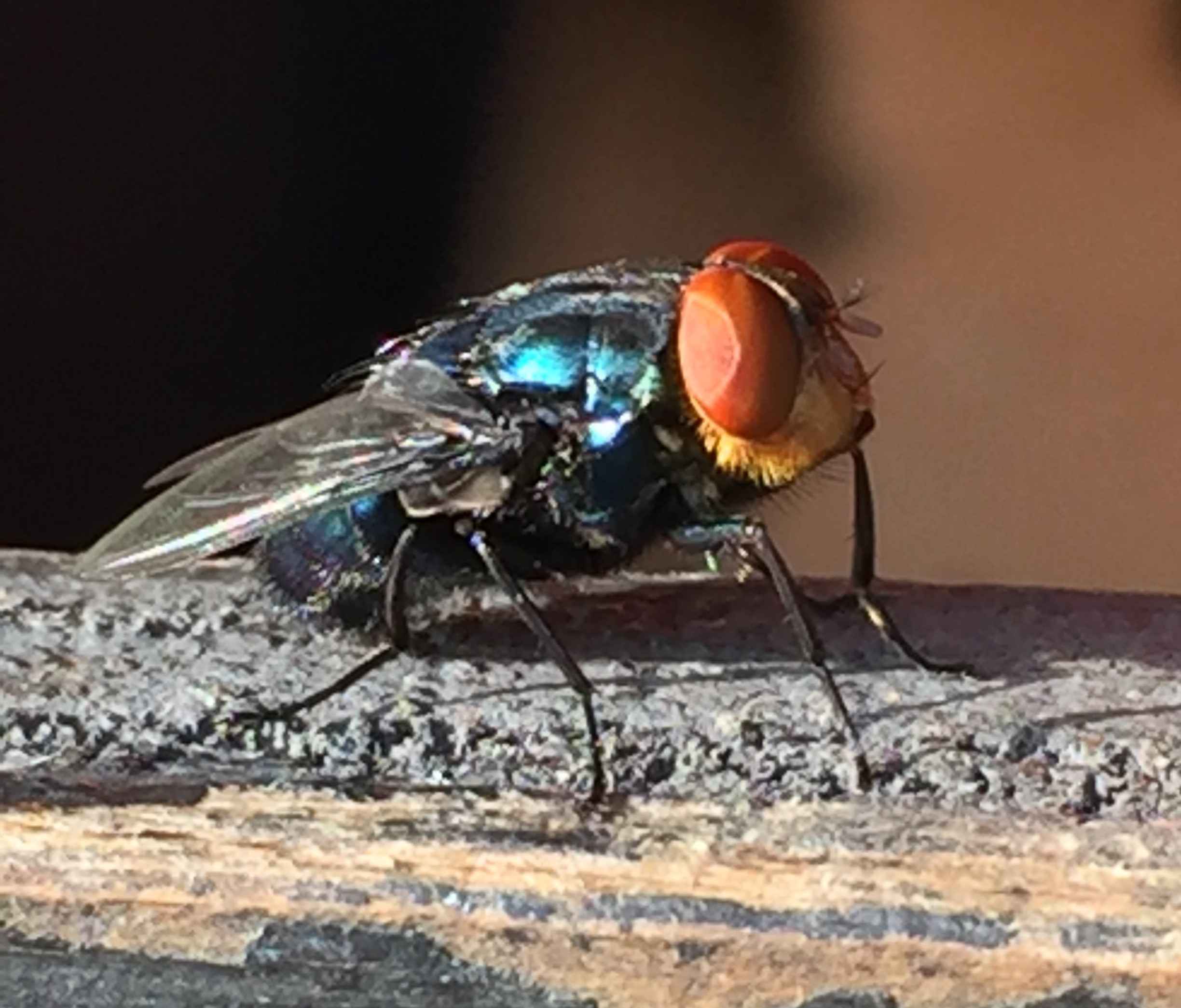 closeup image of a New World screwworm fly