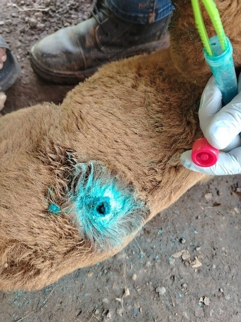 close up of a goat with a wound being treated for New World screwworm infestation