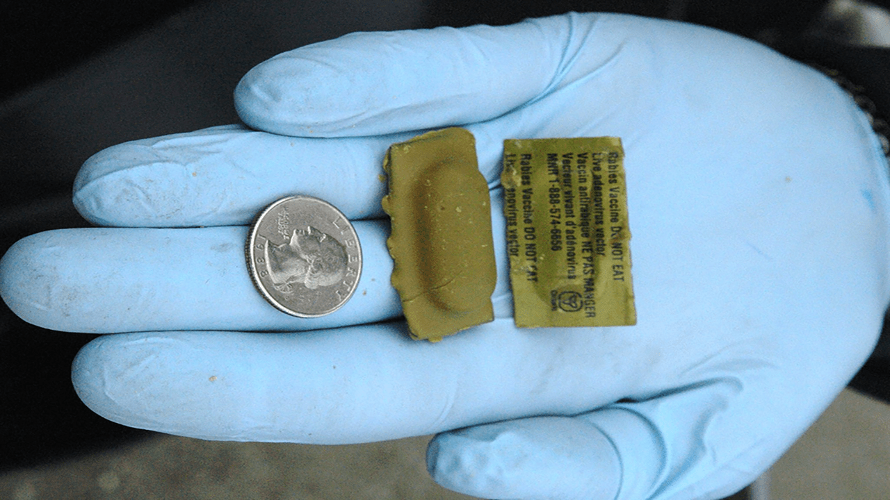 Raboral vaccine baits photo of Raboral vaccine baits and a quarter for size comparison