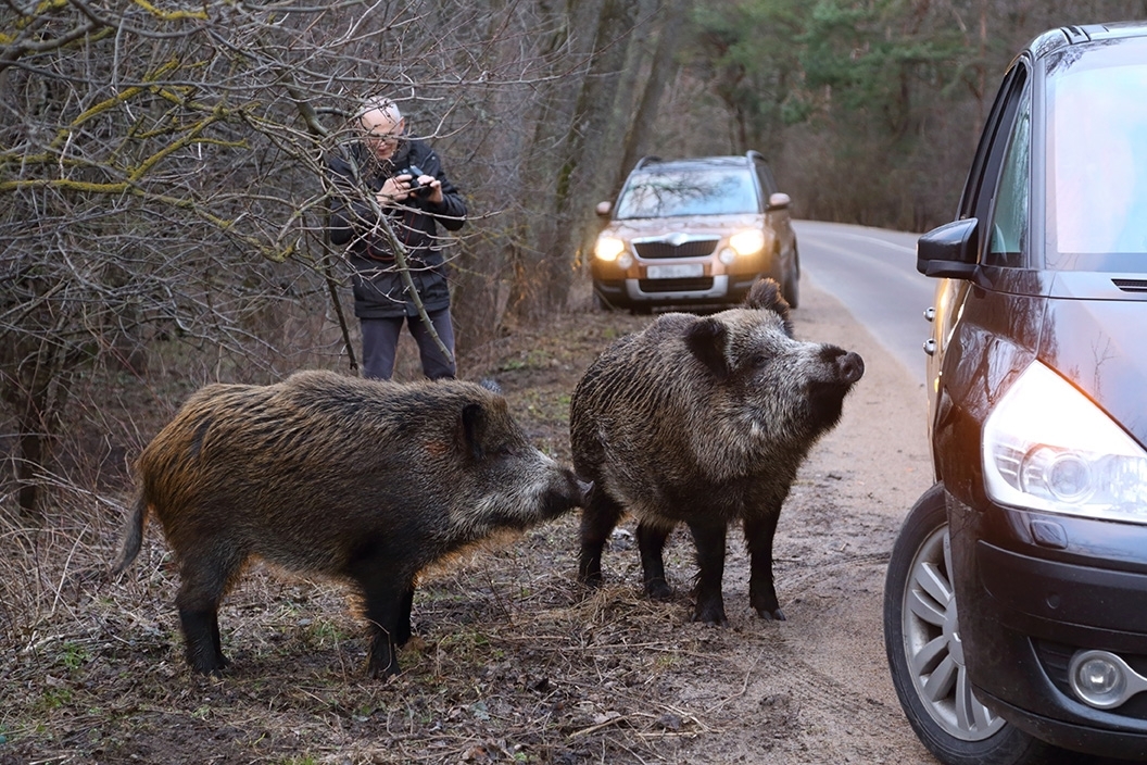 photo of a group of feral hogs