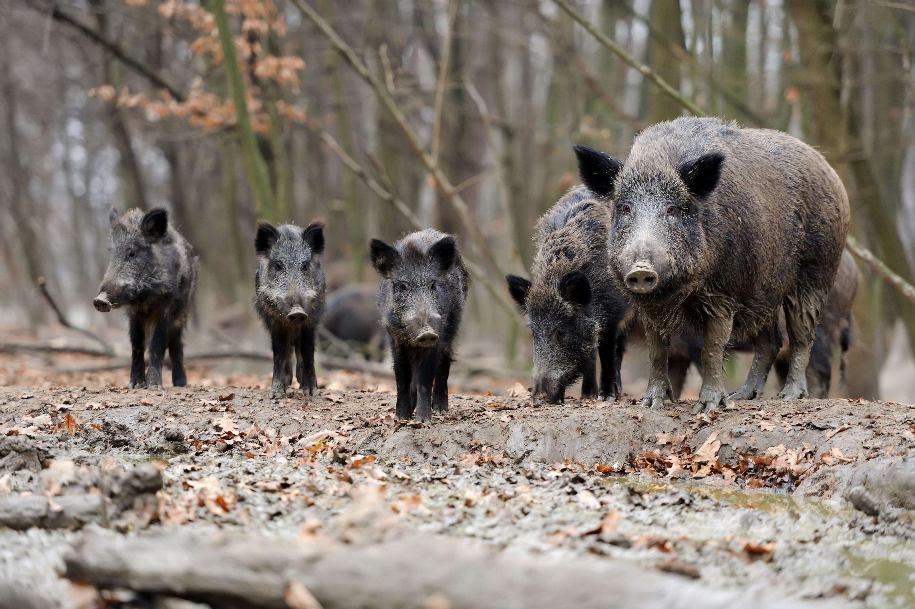 photo of a group of feral hogs