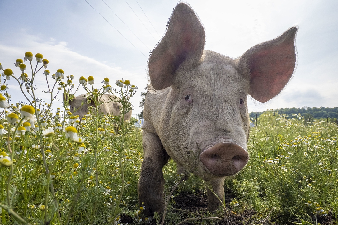 Adult pig walking through wildflowers in a meadow.