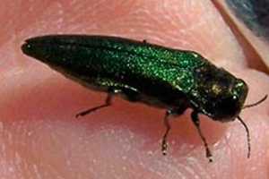 Adult Beetle