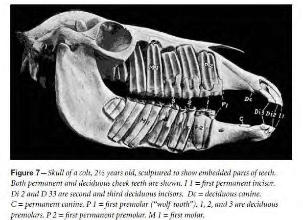 Skull of a colt