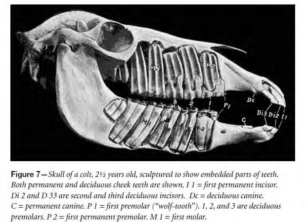 Skull of a colt Skull of a colt