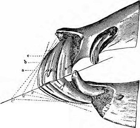 Black and white image of horse teeth