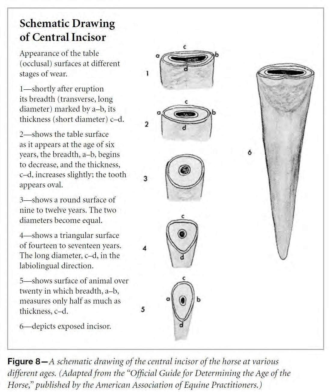 Schematic Drawing of Central Incisor - Horse