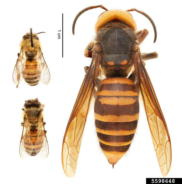 (left) European honey bee (Apis mellifera) | (right) northern giant hornet (Vespa mandarinia)