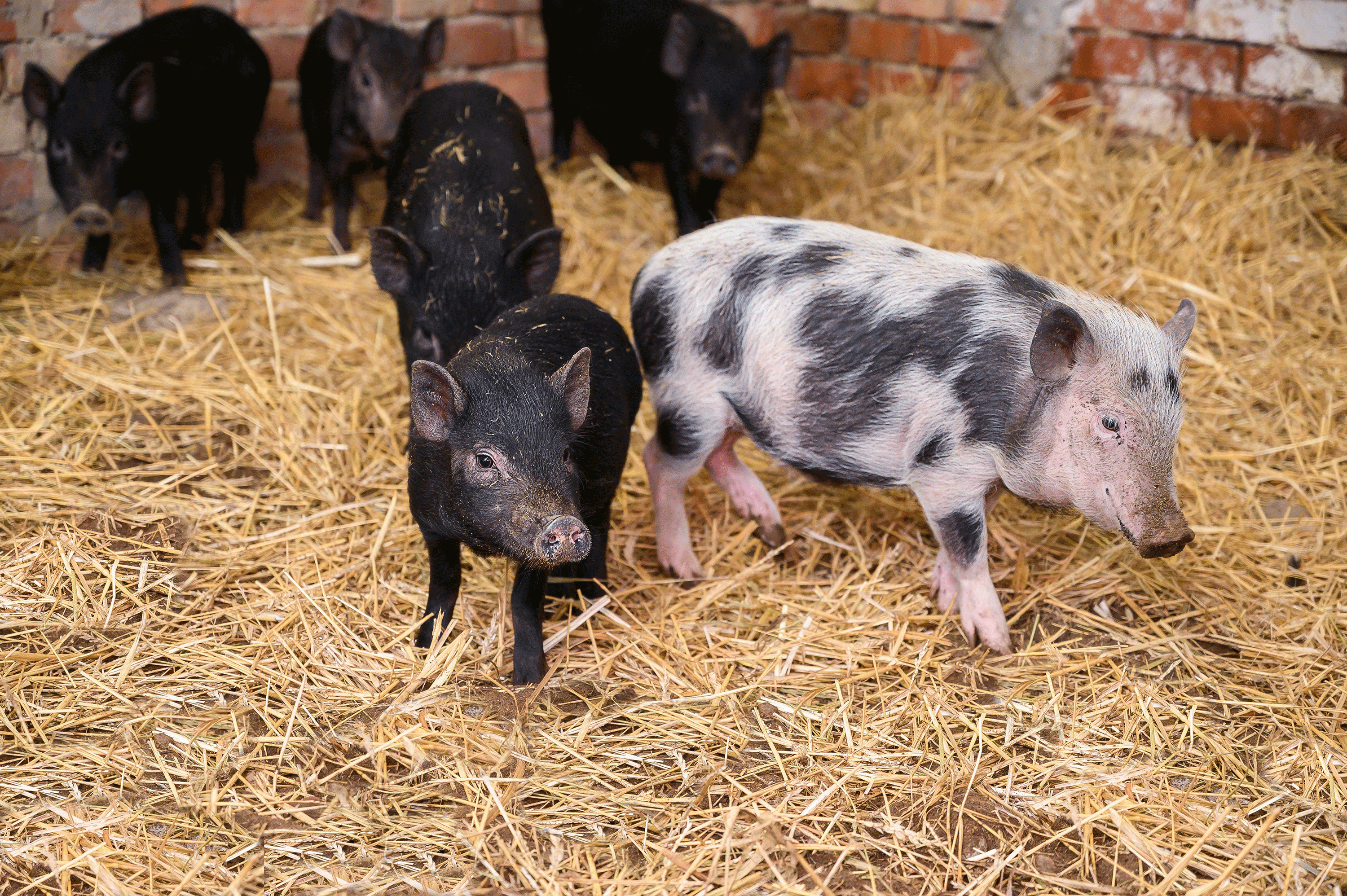 one black and one spotted pig in a barn