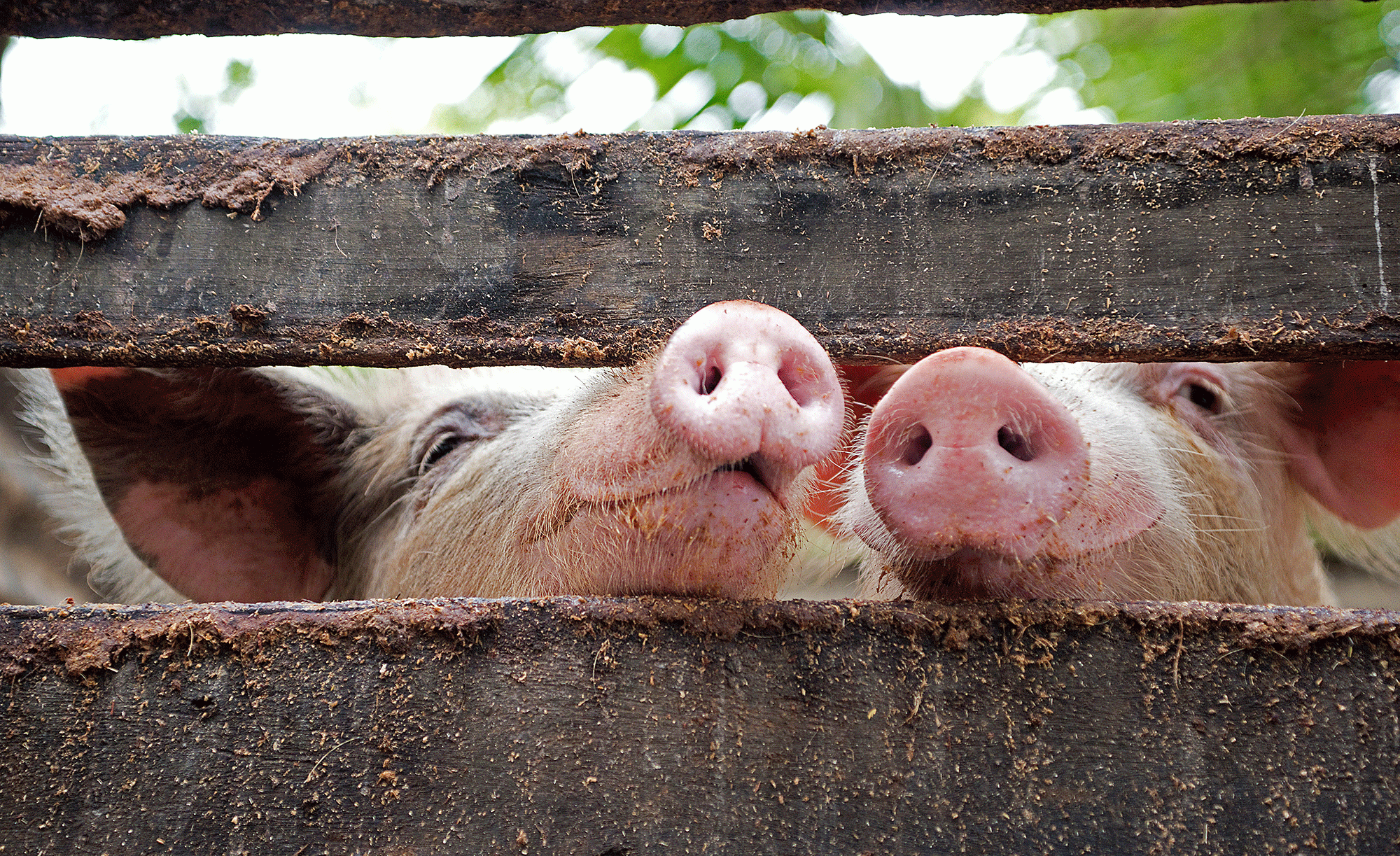 two pigs sticking their snouts outside a fence