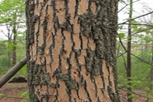 Bark Peeling