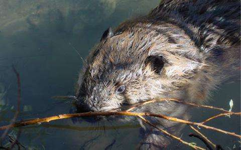 Beaver in water