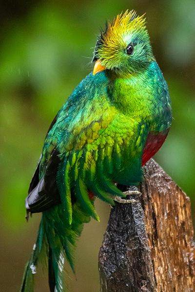 colorful bird with green, blue, and yellow feathers