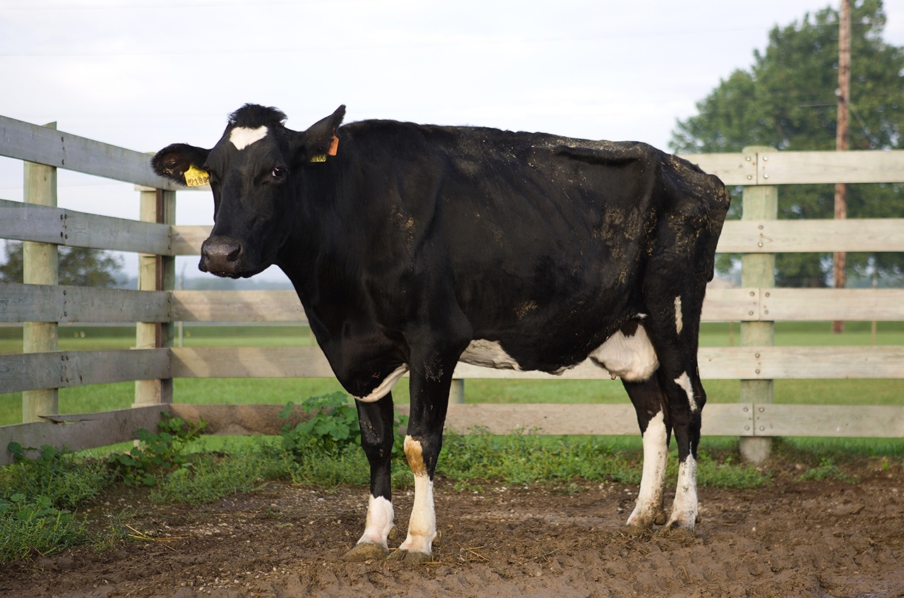 Black cow with white patches on its forehead, underbelly, and lower legs.