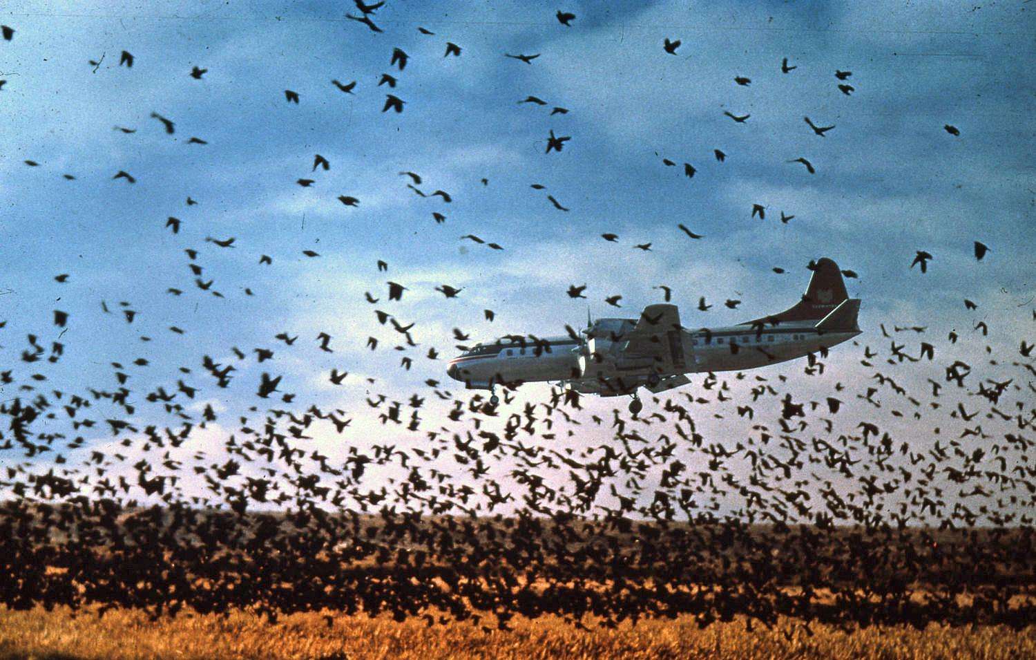 Plane landing as a flock of blackbirds takes flight