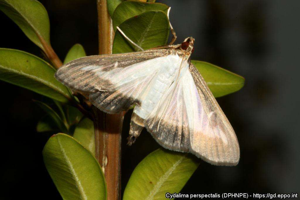 Adult box tree moth on the branch of a healthy boxwood plant with bright green leaves; the moth has white wings with a thick brown border.