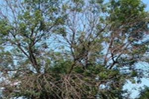 Branch Dieback