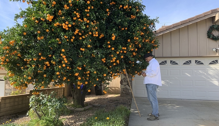 A USDA employee checks the fruit fly trap in a residential orange tree to determine if the pest is in the area. He is wearing USDA white shirt, jeans and work shoes. A long pole is up against the tree and used to hang traps. He is holding a mobile device to record data.