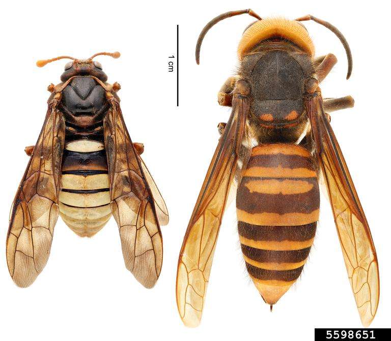 (left) Elm sawfly (Cimbex Americana) | (right) northern giant hornet (Vespa mandarinia)