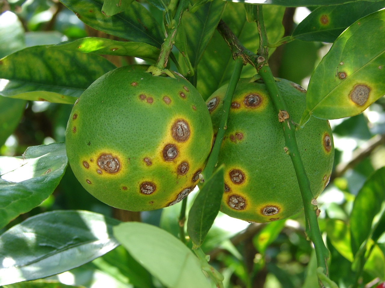 Two green limes with several circular lesions on their surface. The lesions are brown in the center and yellow on the edges.