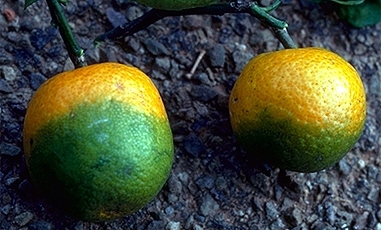 Citrus Greening