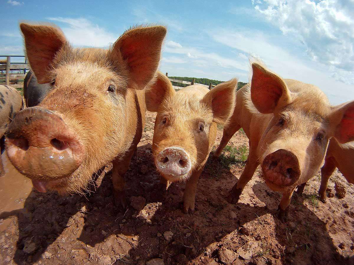 close up image of several pigs in an outdoor pen