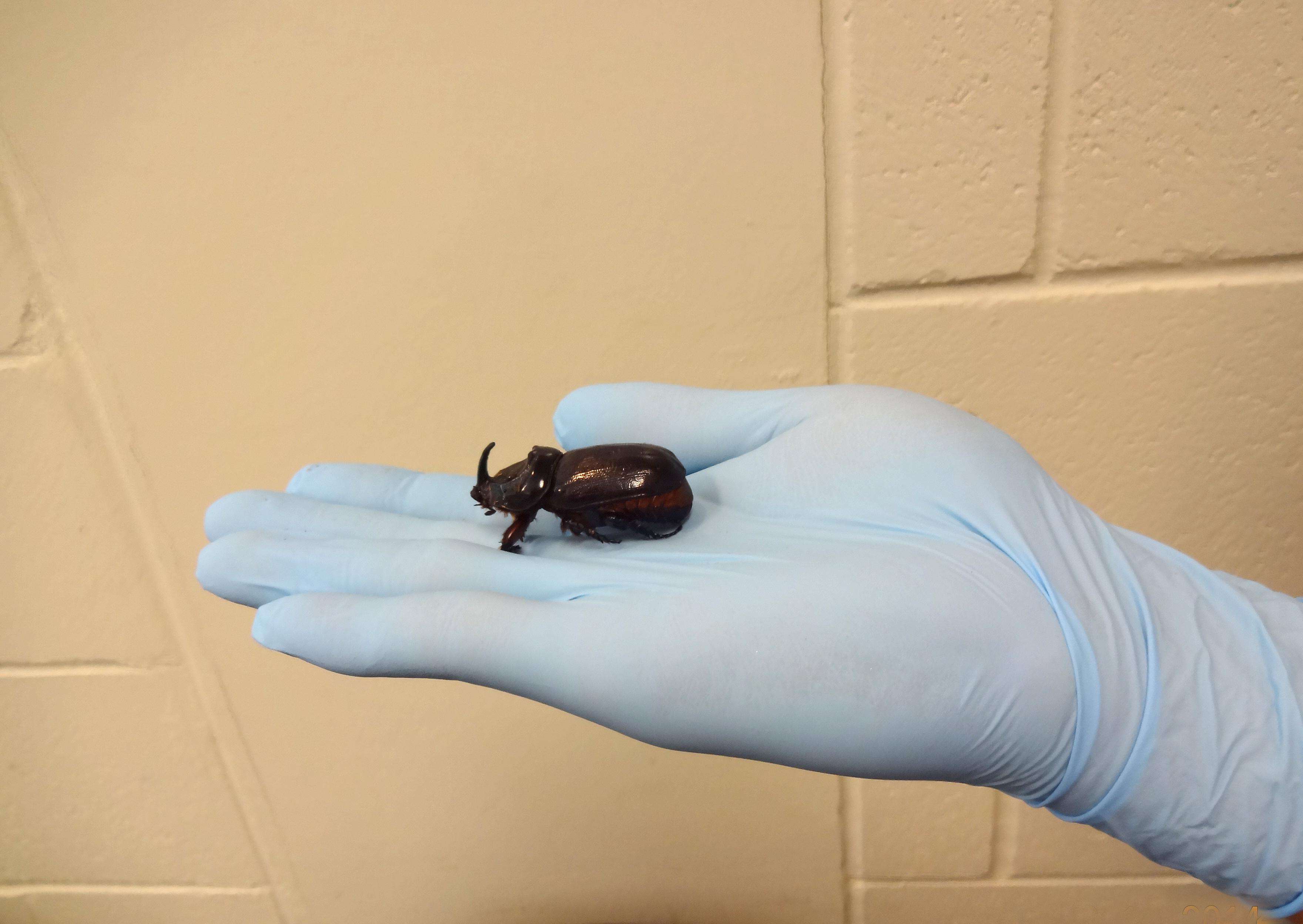 Male coconut rhinoceros beetle on a person's gloved hand; beetle is brownish-black and measures about 2 inches long.