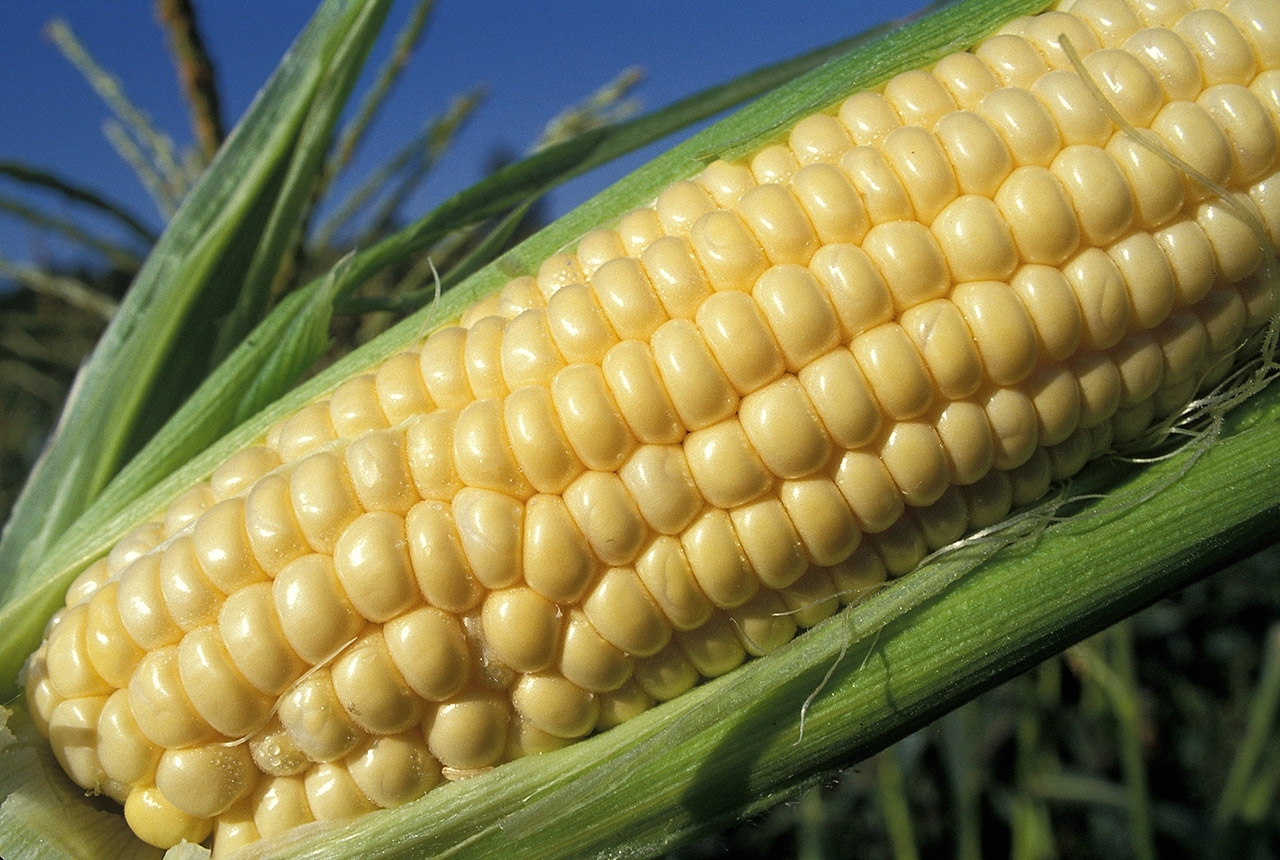 Cob of corn off of stalk