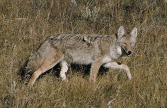 Coyote standing in the wild