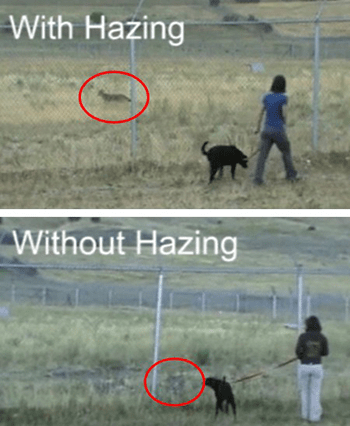 Image of coyote with hazing and without hazing