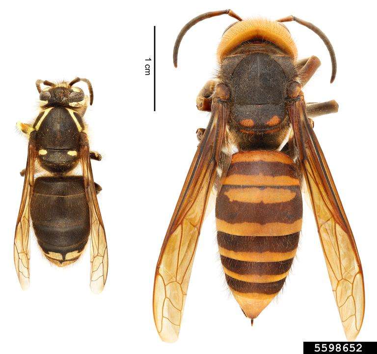 (left) Bald-faced hornet (Dolicovespula maculata) | (right) northern giant hornet (Vespa mandarinia)