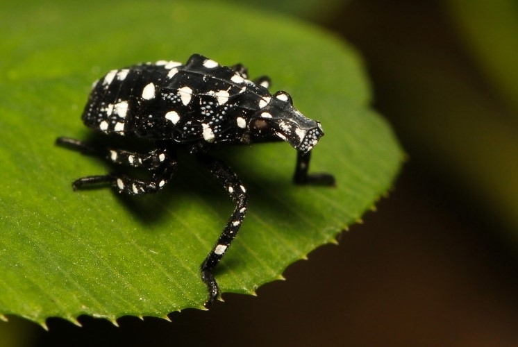 early instar