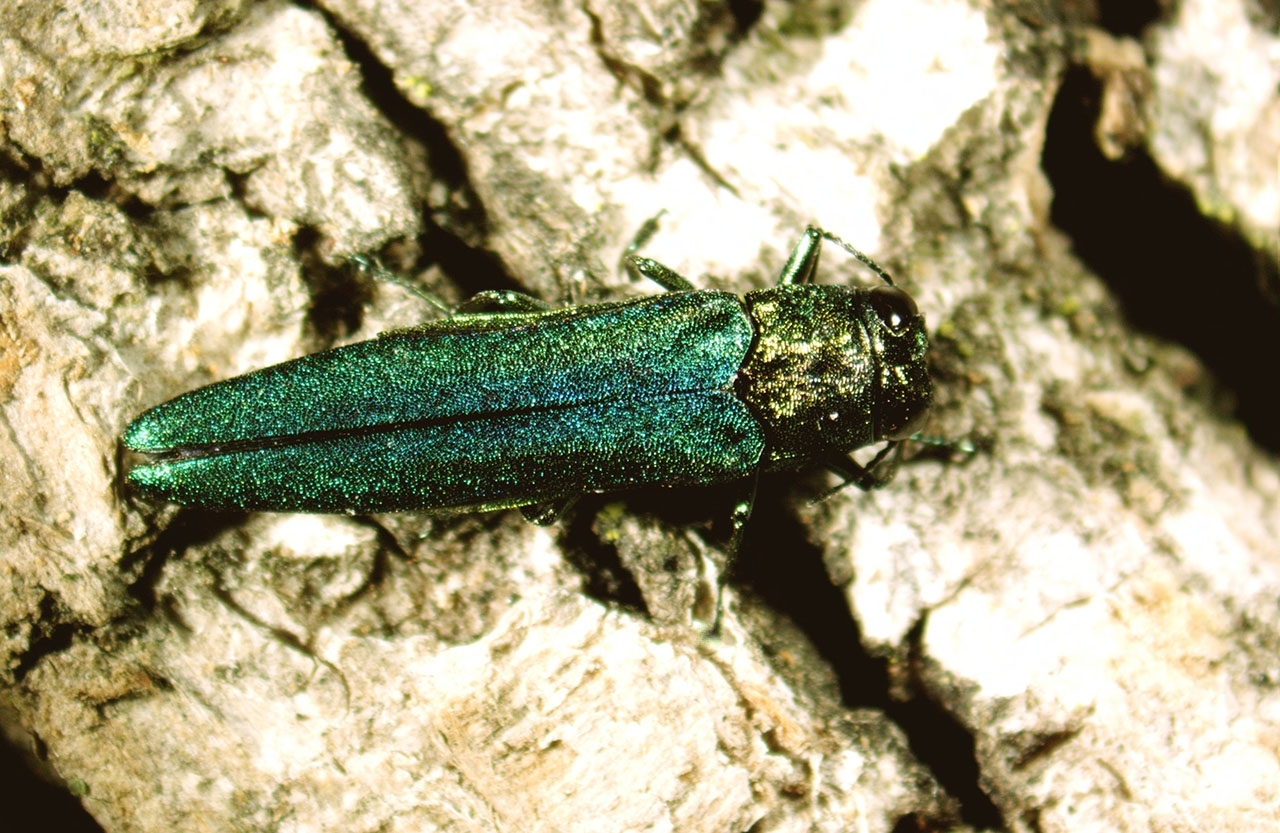 Close up of an adult emerald ash borer on bark of a tree; beetle is bright, metallic green, measures about one-half inch long and has a flattened back.