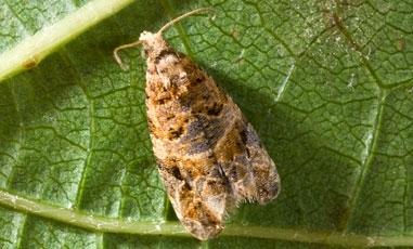 Gray and brown moth on a grapevine leaf.