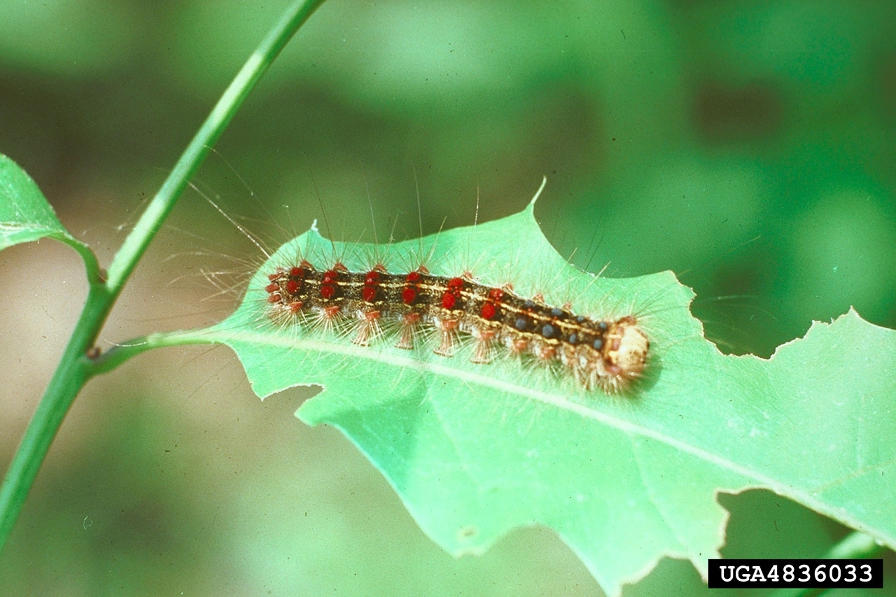 Dark-colored, hairy caterpillar with five pairs of blue dots followed by six pairs of red dots lining its back crawling on a partially eaten leaf.