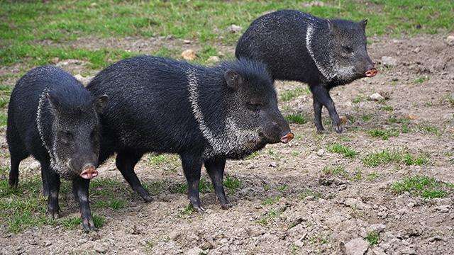 photo of two collared peccary 