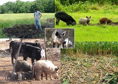 An image collage showing feral swine damage An image collage showing feral swine damage