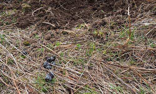 feral swine scat and rooting damage