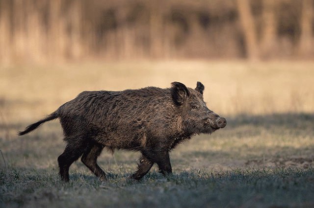 side view of a feral hog