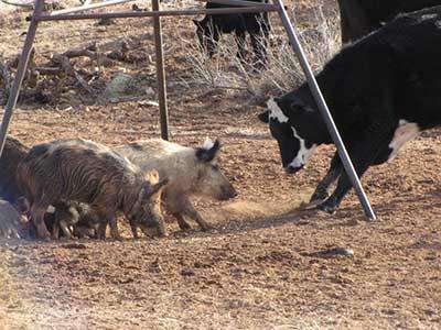 Feral swine with livestock