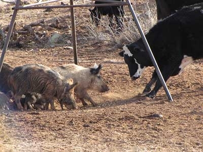Feral swine with livestock Feral swine with livestock