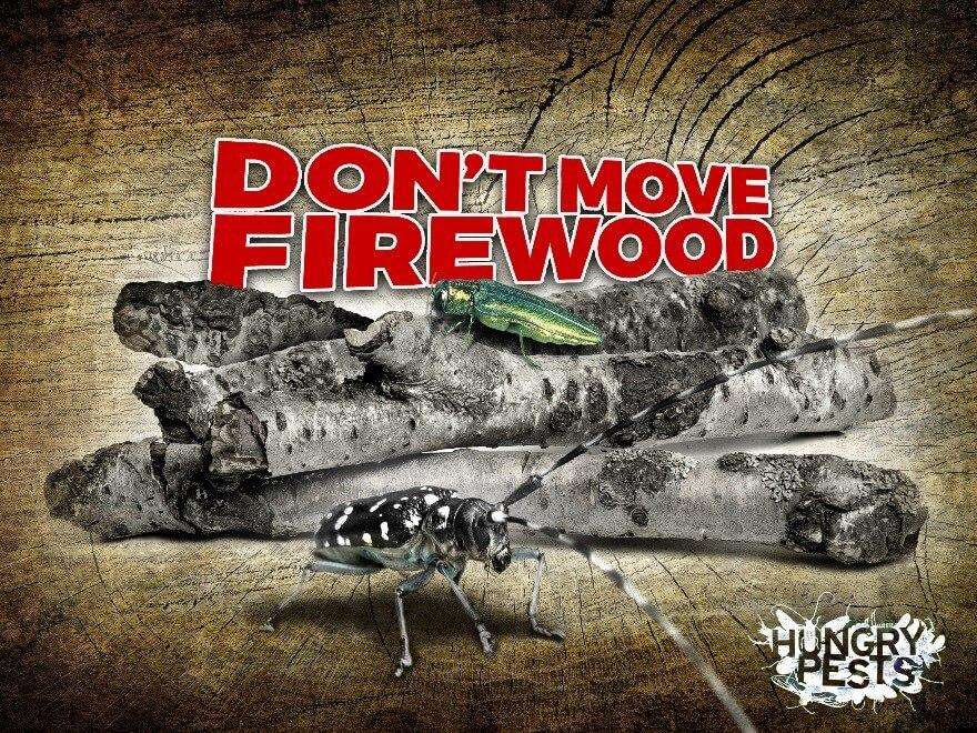 firewood-month-image